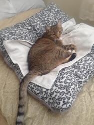 Lost Male Cat last seen Near corners Elmwood Ave & Chelmsford Rd Brighton , Rochester, NY 14618