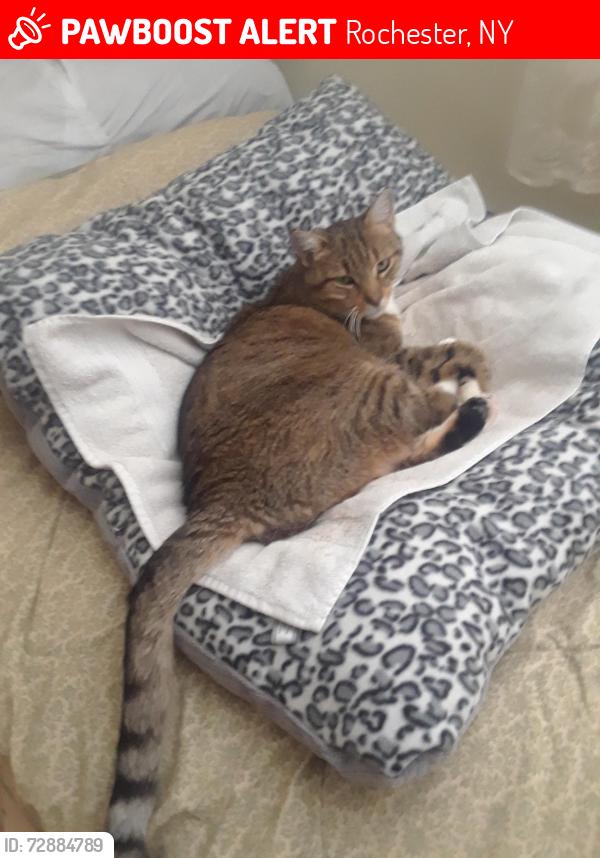 Lost Male Cat last seen Near corners Elmwood Ave & Chelmsford Rd Brighton , Rochester, NY 14618