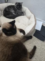 Lost Male Cat last seen Azalea , Yamhill, OR 97148