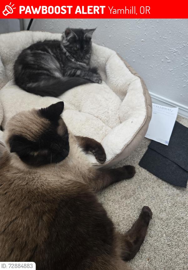 Lost Male Cat last seen Azalea , Yamhill, OR 97148