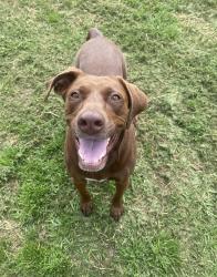 Lost Female Dog last seen Near Roucourt Loop, College Station, TX 77845