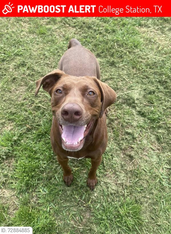 Lost Female Dog last seen Near Roucourt Loop, College Station, TX 77845