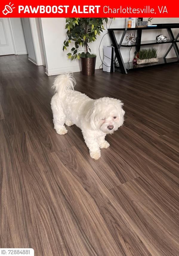 Lost Male Dog last seen Seminole trail, Charlottesville VA 22901, Charlottesville, VA 22901