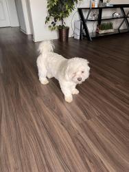 Lost Male Dog last seen Seminole trail, Charlottesville VA 22901 , Charlottesville, VA 22901