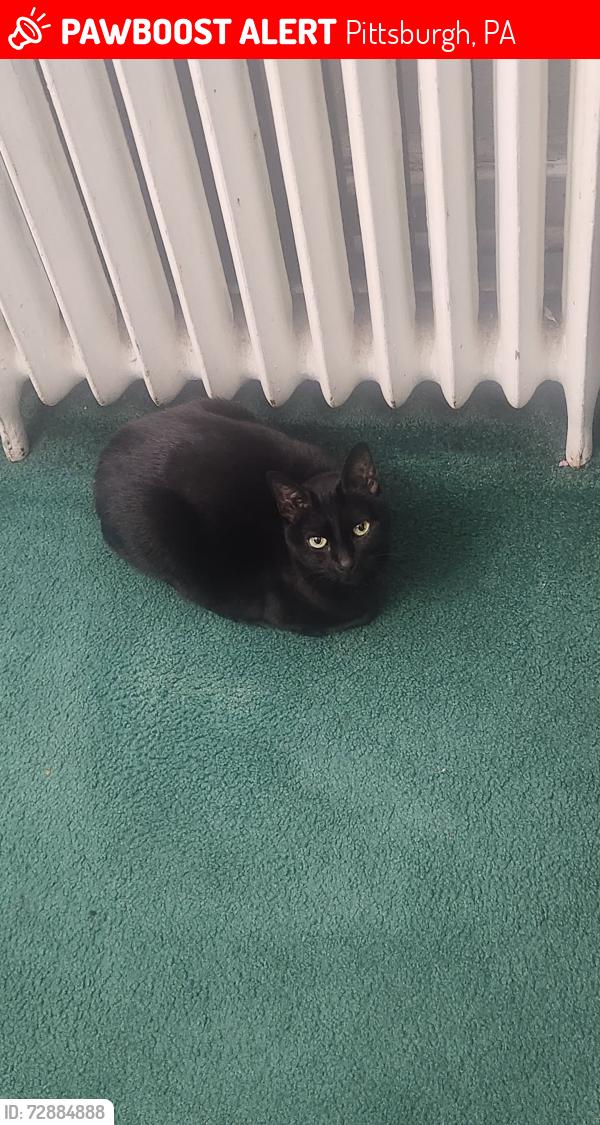 Lost Female Cat last seen Near Douglas St, Pittsburgh, PA 15217