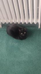 Lost Female Cat last seen Near Douglas St, Pittsburgh, PA 15217