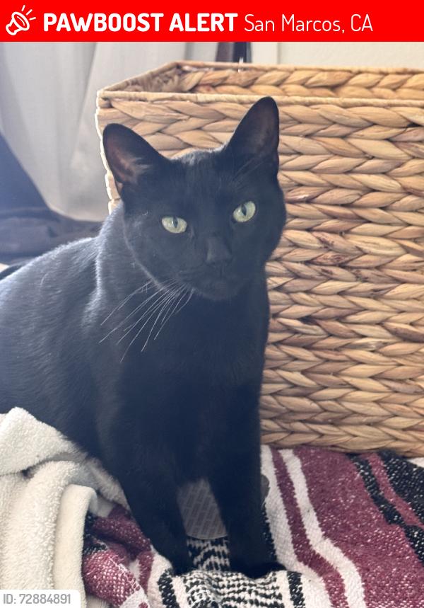 Lost Female Cat last seen Woodland park, San Marcos, CA 92069