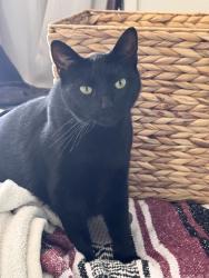 Lost Female Cat last seen Woodland park, San Marcos, CA 92069