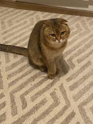 Reunited Male Cat last seen Grizedale Grove, Bingham, England NG13 8SP