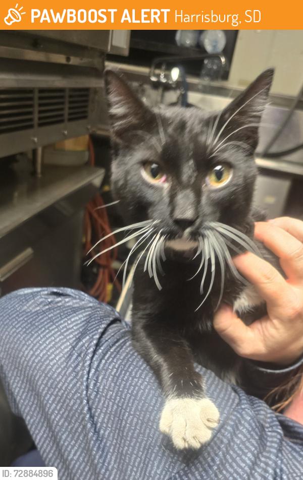 Found/Stray Male Cat last seen By workshops just east of the Tireshop, Harrisburg, SD 57032