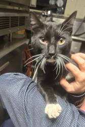 Found/Stray Male Cat last seen By workshops just east of the Tireshop, Harrisburg, SD 57032