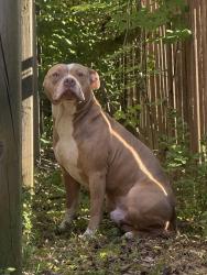 Found/Stray Male Dog last seen Indian creek ests near the park, Nashville, TN 37013