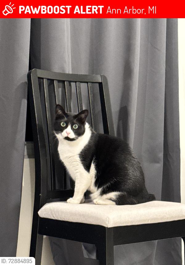 Lost Female Cat last seen Washington Heights Entrance to Arb, Ann Arbor, MI 48104