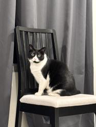 Lost Female Cat last seen Washington Heights Entrance to Arb, Ann Arbor, MI 48104