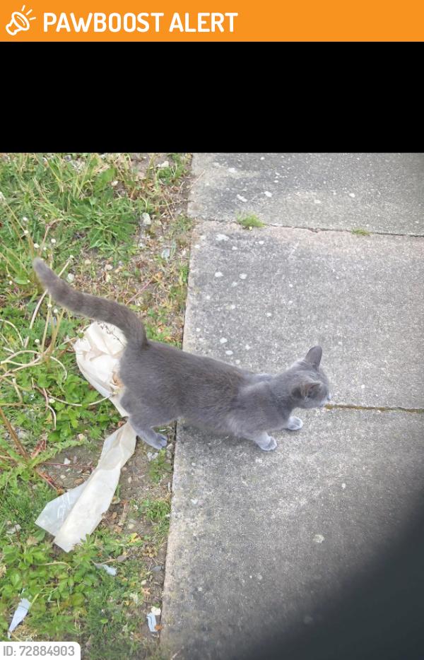 Found/Stray Female Cat last seen Near my hse, Leicester, England LE4