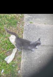 Found/Stray Female Cat last seen Near my hse, Leicester, England LE4