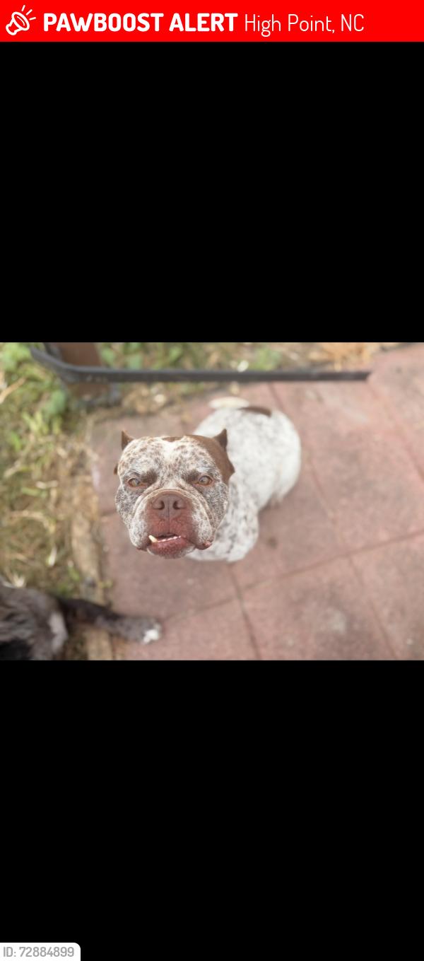Lost Female Dog last seen Panther ridge rd and old plank rd stop sign, High Point, NC 27265
