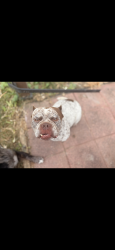 Lost Female Dog last seen Panther ridge rd and old plank rd stop sign, High Point, NC 27265