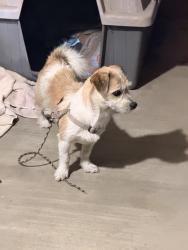 Found/Stray Male Dog last seen Harvest and Wilson, Perris, CA 92571