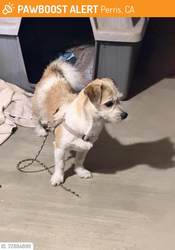 Found/Stray Male Dog last seen Harvest and Wilson, Perris, CA 92571
