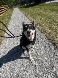 Shelter Stray Female Dog last seen Near , Indianapolis, IN 46221