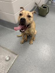 Shelter Stray Female Dog last seen Near , Indianapolis, IN 46221
