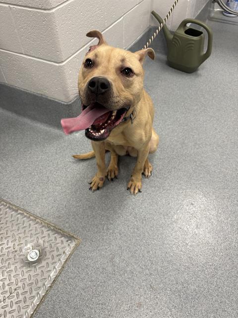 Shelter Stray Female Dog last seen Near , Indianapolis, IN 46221