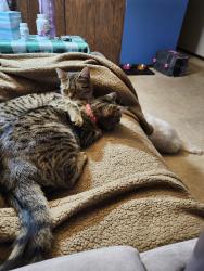 Lost Female Cat last seen Cicero and sauk trail, Richton Park, IL 60471