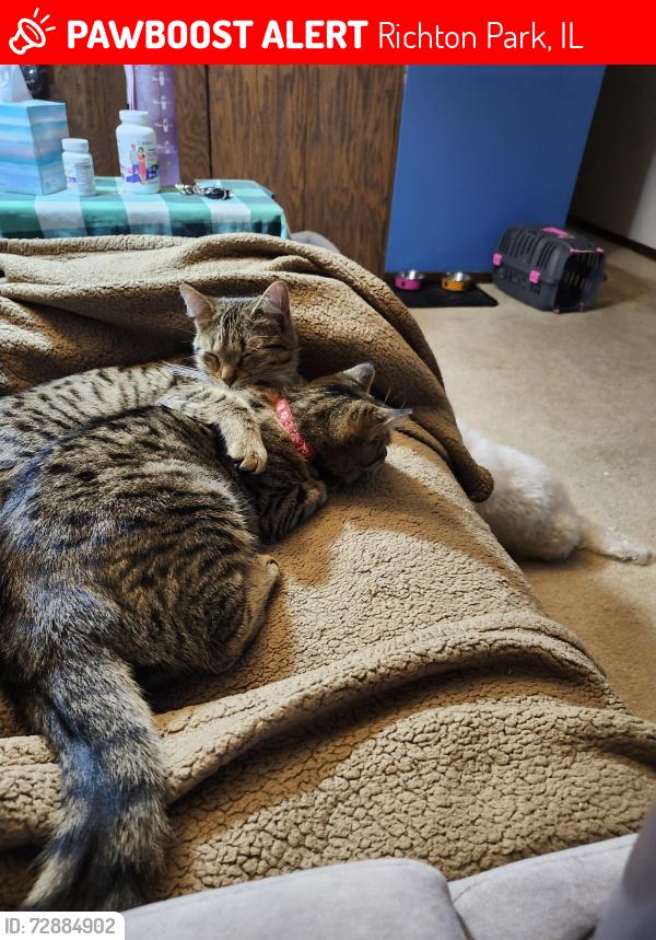 Lost Female Cat last seen Cicero and sauk trail, Richton Park, IL 60471