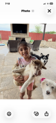 Lost Female Dog last seen Near Highland Park Avenue, Mission, TX, USA, Mission, TX 78574