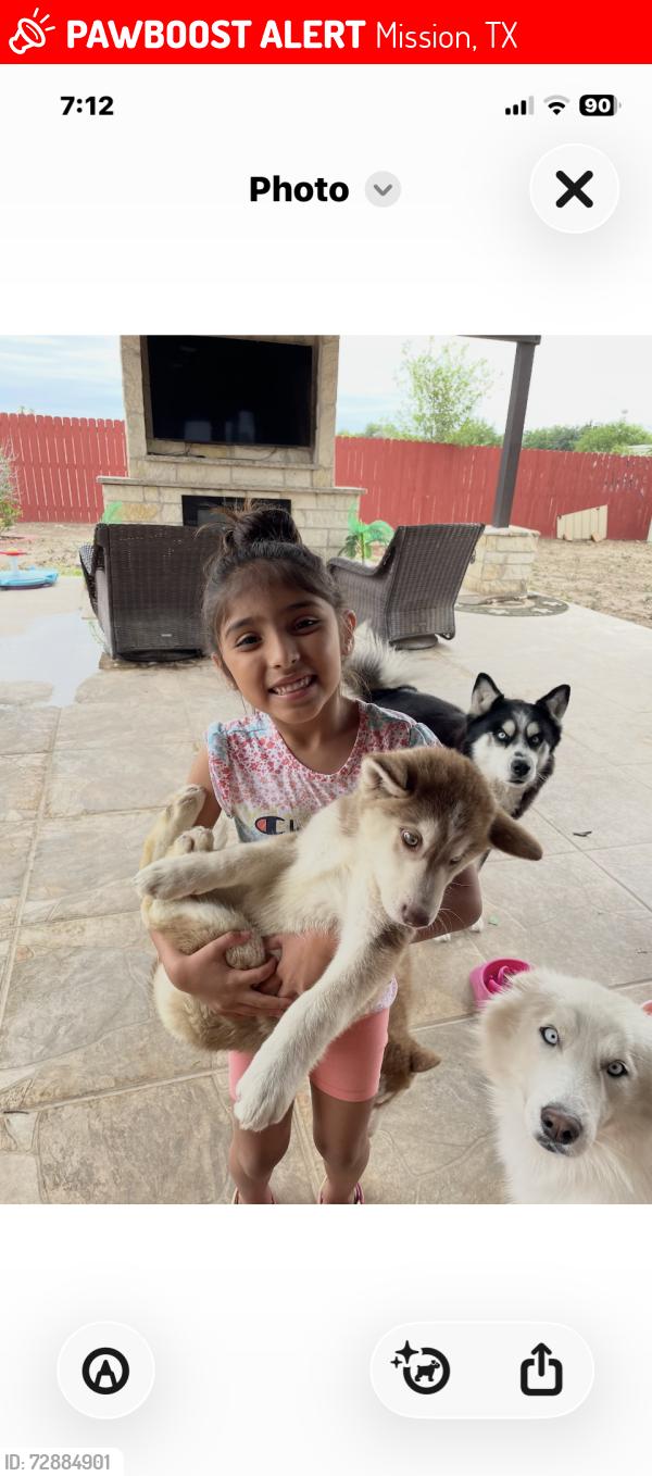 Lost Female Dog last seen Near Highland Park Avenue, Mission, TX, USA, Mission, TX 78574