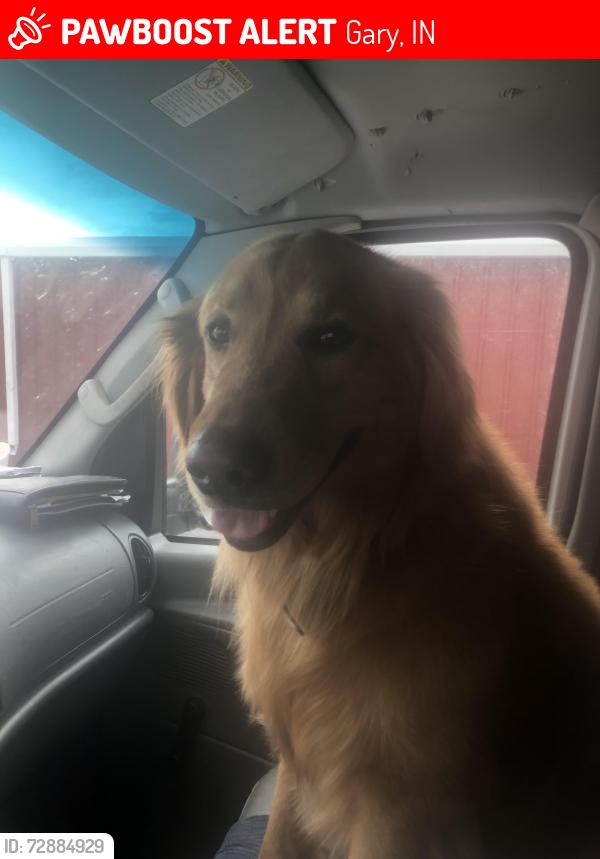 Lost Male Dog last seen Black oak, Gary, IN, Gary, IN 46404