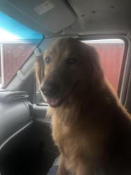 Lost Male Dog last seen Black oak, Gary, IN, Gary, IN 46404