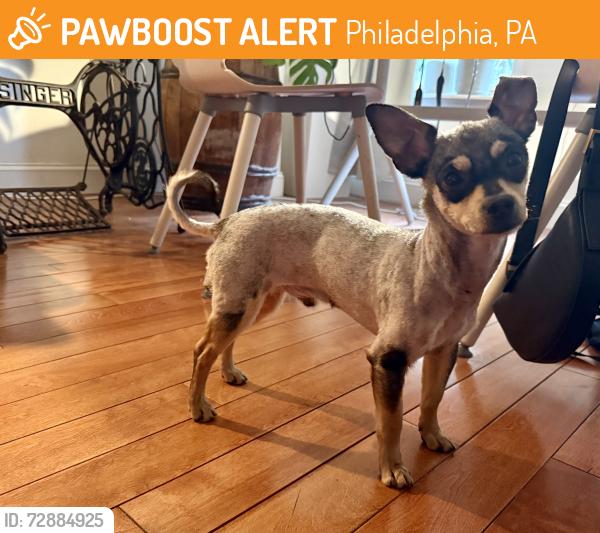 Found/Stray Male Dog last seen inson Square Park, Philadelphia, PA 19148