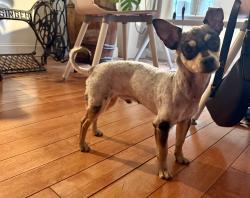 Found/Stray Male Dog last seen inson Square Park, Philadelphia, PA 19148