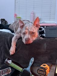 Lost Male Dog last seen County Road 452 running into the forest, Princeton, TX 75407