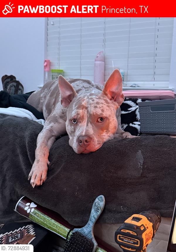Lost Male Dog last seen County Road 452 running into the forest, Princeton, TX 75407
