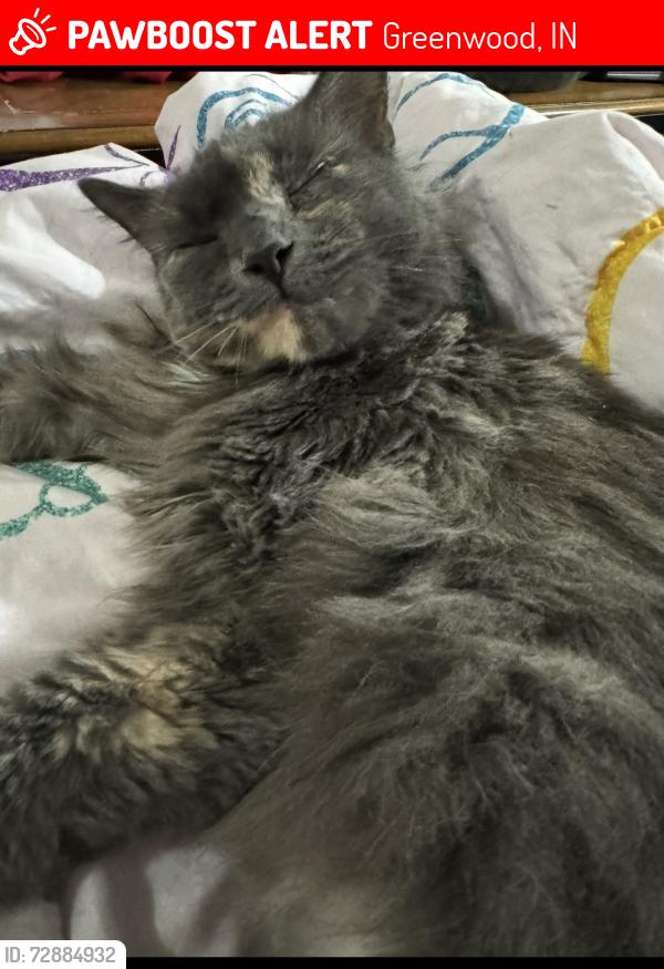 Lost Female Cat last seen Clearbrook Park , Greenwood, IN 46143