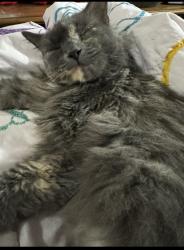 Lost Female Cat last seen Clearbrook Park , Greenwood, IN 46143