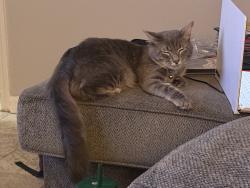 Lost Male Cat last seen South Cobb Dr & Windy Hill Rd, Smyrna, GA 30080