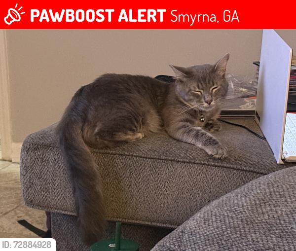 Lost Male Cat last seen South Cobb Dr & Windy Hill Rd, Smyrna, GA 30080