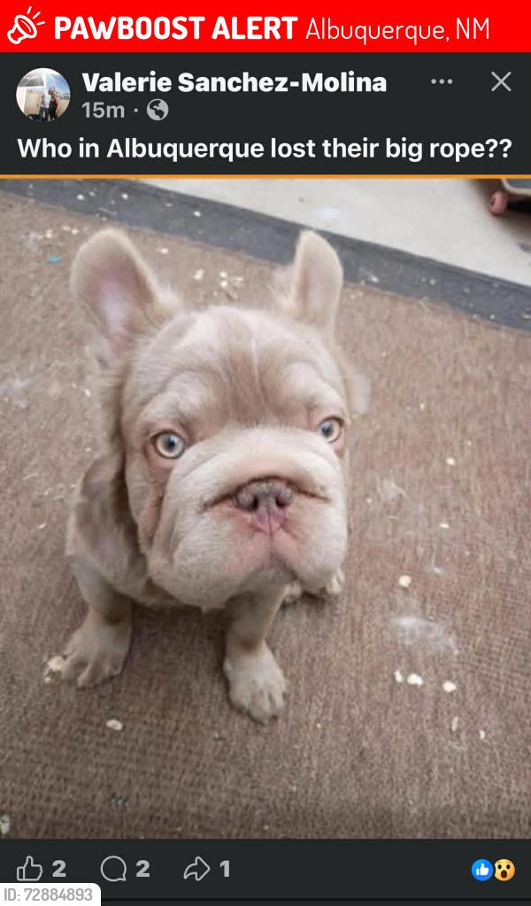 Lost Male Dog last seen Near San Mateo Blvd 87110 , Albuquerque, NM 87108