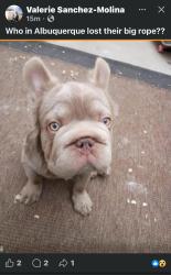 Lost Male Dog last seen Near San Mateo Blvd 87110 , Albuquerque, NM 87108