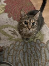 Lost Female Cat last seen Subdivision near Handy Hugo’s, Cary, NC 27519
