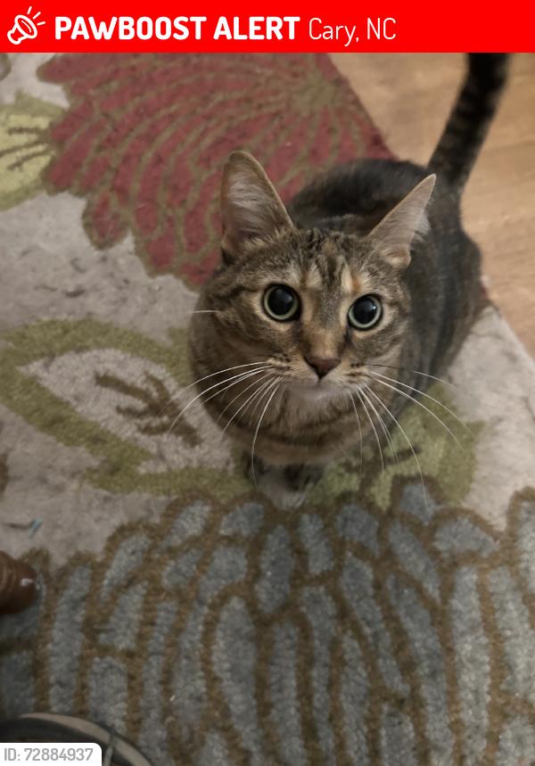 Lost Female Cat last seen Subdivision near Handy Hugo’s, Cary, NC 27519