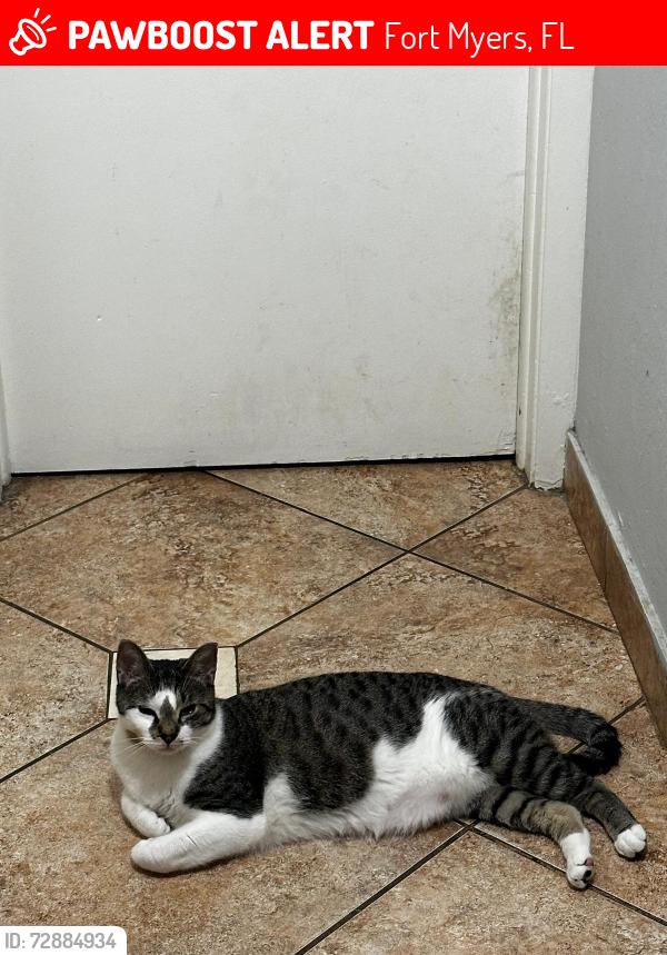 Lost Male Cat last seen Orange River area, Fort Myers, FL 33905