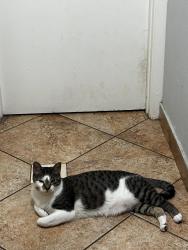 Lost Male Cat last seen Orange River area, Fort Myers, FL 33905