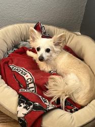 Lost Male Dog last seen Pat o’Brian community Center, Sacramento, CA 95829
