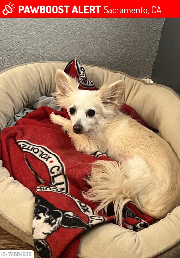 Lost Male Dog last seen Pat o’Brian community Center, Sacramento, CA 95829