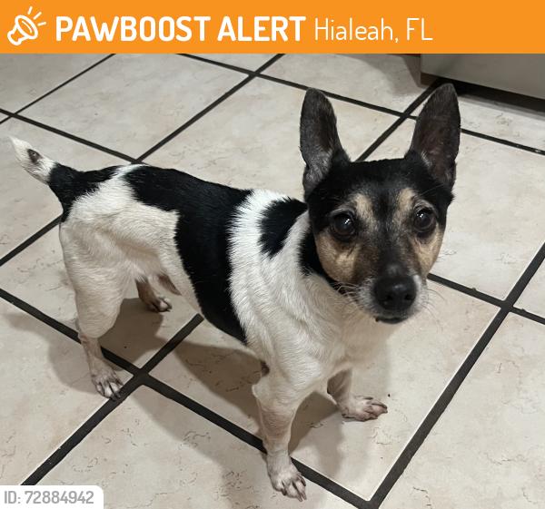 Found/Stray Male Dog last seen Near Ave 36 st , Hialeah, FL 33012